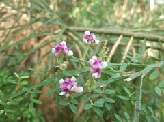 Carmichaelia odorata
