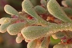Aizoon papulosum