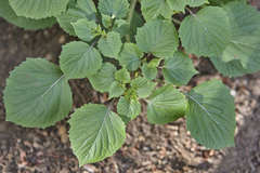Physalis cordata