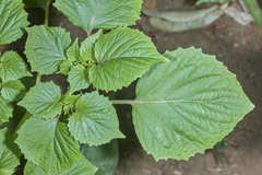 Physalis cordata
