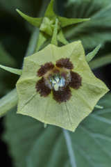 Physalis cordata