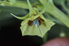 Physalis cordata