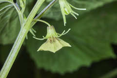 Physalis cordata