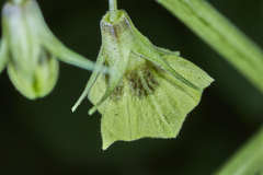 Physalis cordata