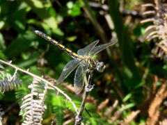 Paragomphus cognatus