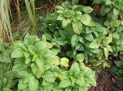 Lobelia physaloides