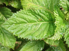Lobelia physaloides
