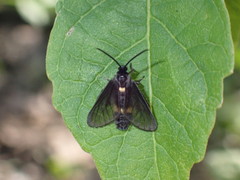 Psichotoe duvaucelii