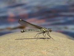 Platycypha fitzsimonsi