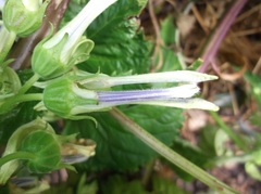 Lobelia physaloides