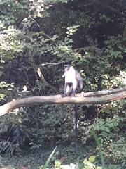 Cercopithecus roloway