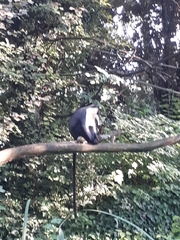 Cercopithecus roloway