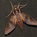 White-brow Hawkmoth - Photo (c) Pete Woodall, some rights reserved (CC BY-NC), uploaded by Pete Woodall