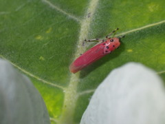 Bothrogonia indistincta