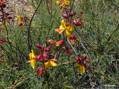 Erythrostemon angulatus