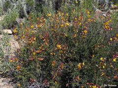 Erythrostemon angulatus