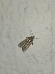 Dichomeris bilobella