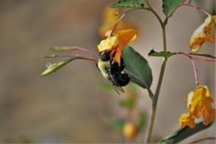 Bombus impatiens