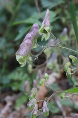 Aconitum stoloniferum