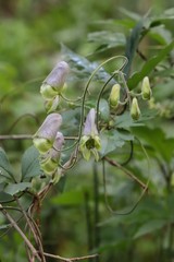 Aconitum stoloniferum