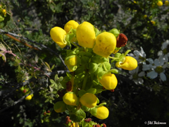 Calceolaria collina