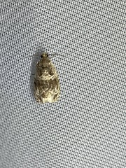 Olethreutes versicolorana