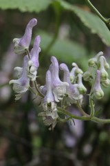 Aconitum alboviolaceum