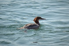 Mergus merganser