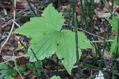 Aconitum alboviolaceum