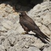 Eleonora's Falcon - Photo (c) Valia pavlou, some rights reserved (CC BY-NC)