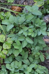 Potentilla centigrana