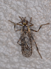 Boreothrinax maculipennis