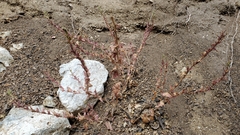 Camissoniopsis hirtella
