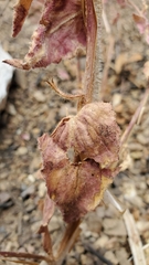 Camissoniopsis hirtella