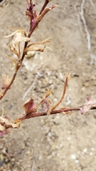 Camissoniopsis hirtella