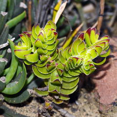 Crassula undulata