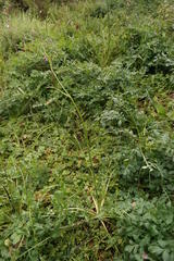 Lichtensteinia obscura