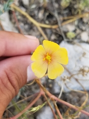 Linum berlandieri filifolium