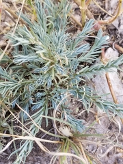 Linum berlandieri filifolium