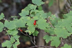 Ribes maximoviczianum
