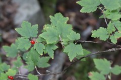 Ribes maximoviczianum