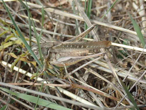 Jednogrbi šikarski konjic (Platycleis affinis)