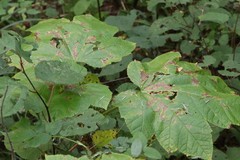 Oplopanax elatus