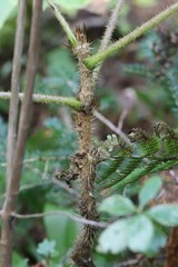 Oplopanax elatus