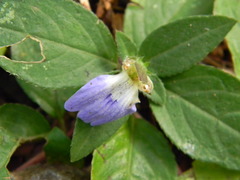 Cynarospermum asperrimum