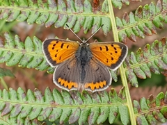 Lycaena phlaeas