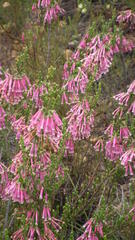Erica diaphana