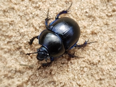 Trypocopris vernalis