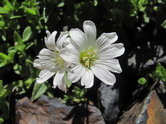 Cerastium polymorphum