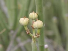 Euphorbia mauritanica image
